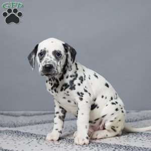 Linsay, Dalmatian Puppy